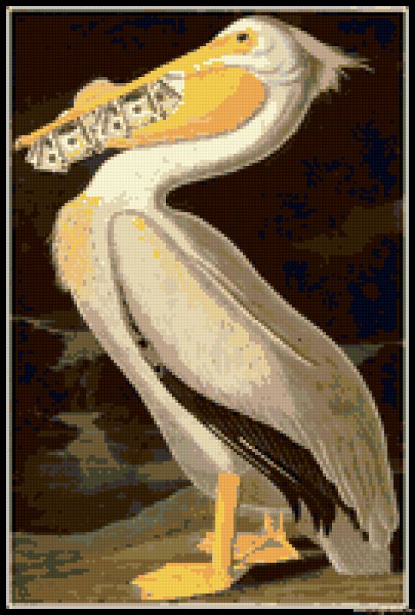Пеликан - птицы - предпросмотр