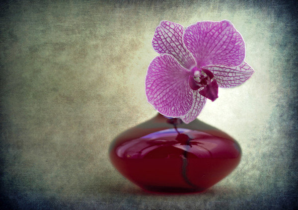 Орхидея - орхидея - оригинал