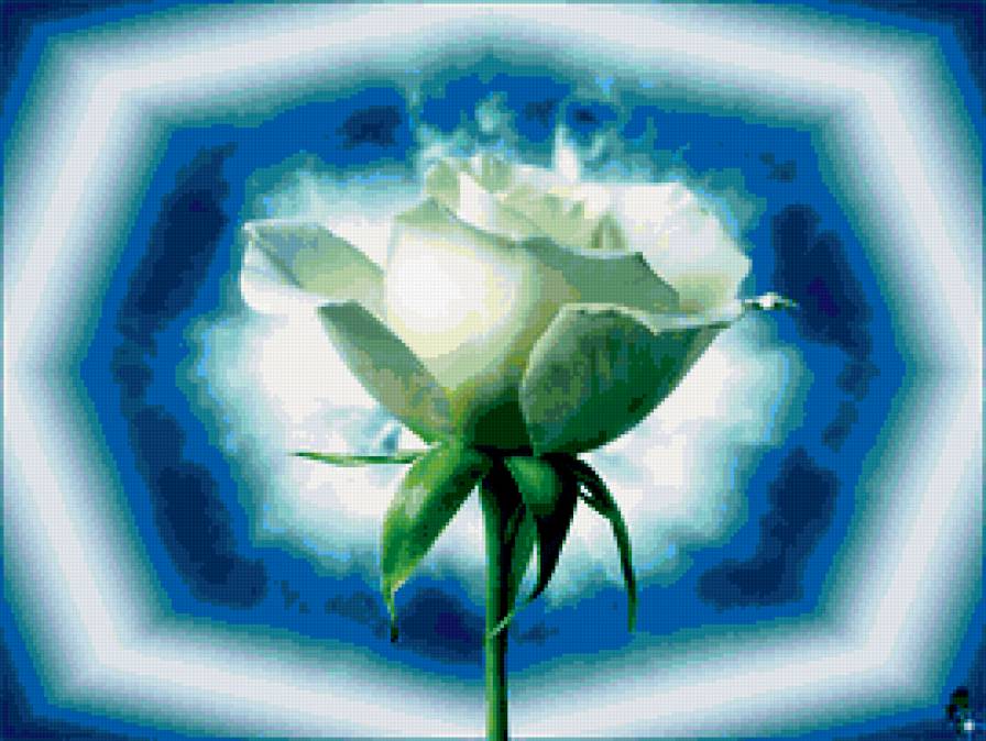 Белая роза - цветы, роза - предпросмотр