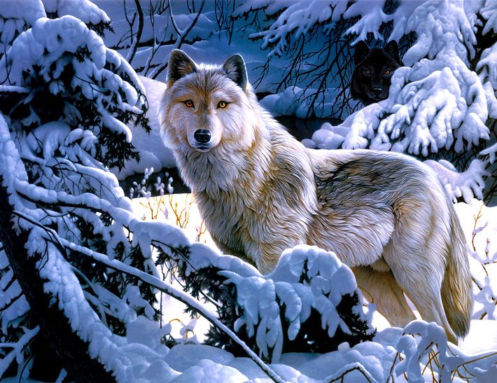 Волк - животные, лес, зима, волки, снег - оригинал