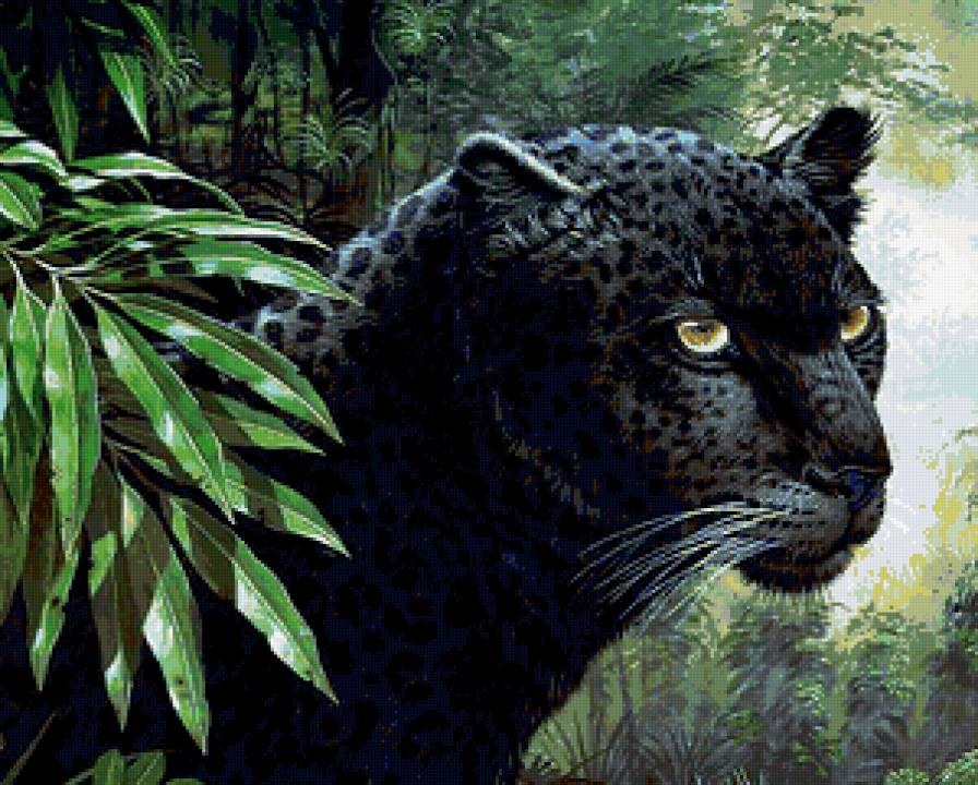 Черная пантера - пантера, животные - предпросмотр