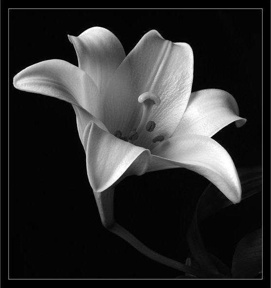 белая лилия на черном - цветы, лилия - оригинал