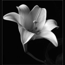 белая лилия на черном