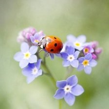 Божья коровка на незабудках