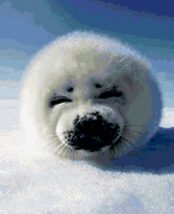 Милый детеныш тюленя - предпросмотр