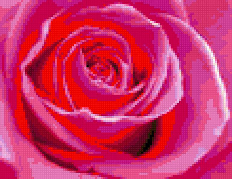 ROZA - розы - предпросмотр