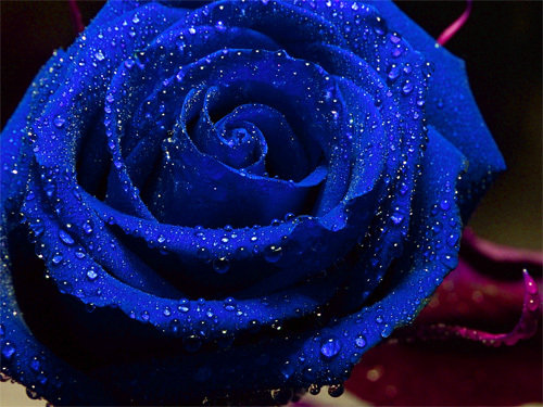 синяя роза - розы, цветы - оригинал