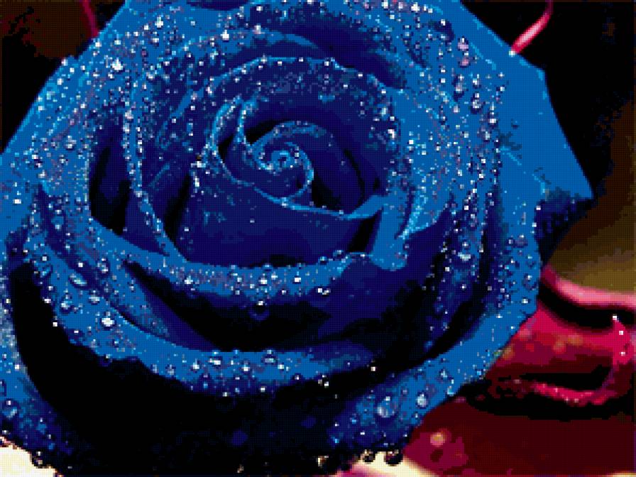 синяя роза - розы, цветы - предпросмотр
