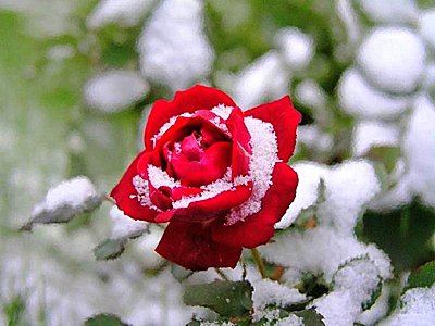 роза в снегу - цветы, розы - оригинал