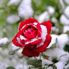 Оригинал схемы вышивки «роза в снегу» (№404854)