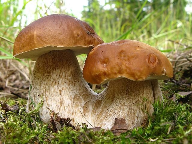 Парочка - грибы, лес, белые - оригинал