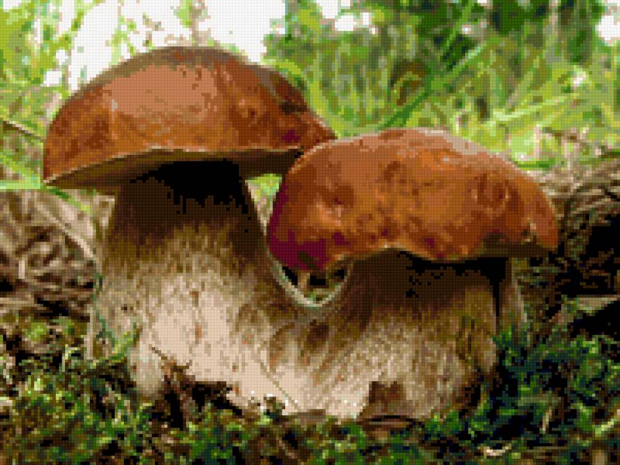 Парочка - грибы, лес, белые - предпросмотр