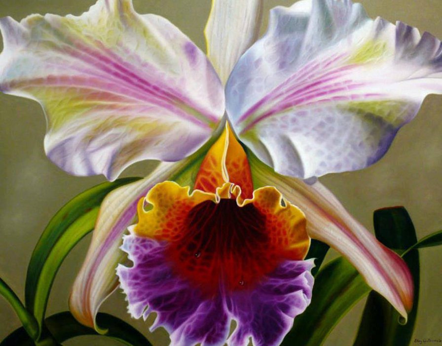 орхидея - цветы.орхидеи - оригинал