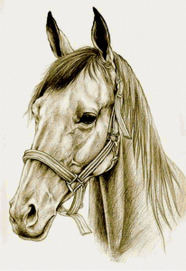 портрет коня - портрет, сепия, домашние животные, лошадь, конь - предпросмотр