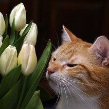 Схема вышивки «Кошка с тюльпанами»