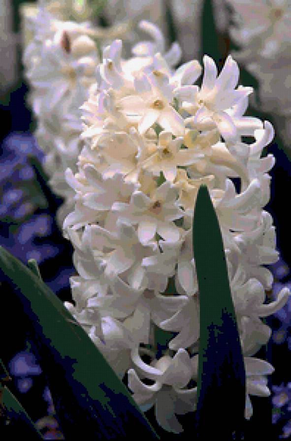 белый гиацинт - гиацинт, цветы. - предпросмотр