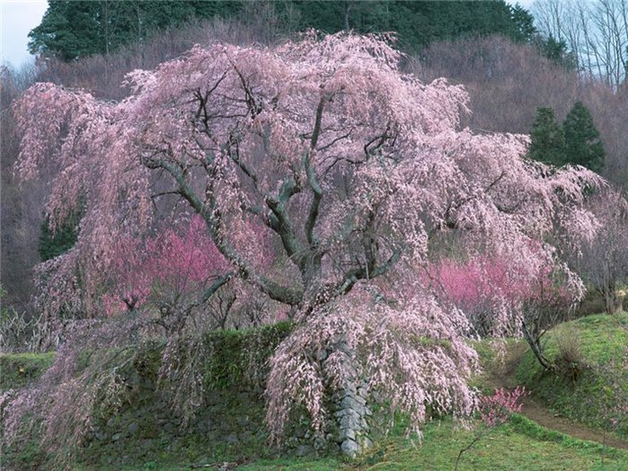 дерево сакуры - сакура - оригинал