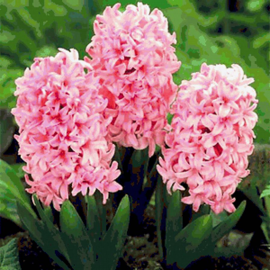 розовые гиацинты - гиацинты, цветы - предпросмотр
