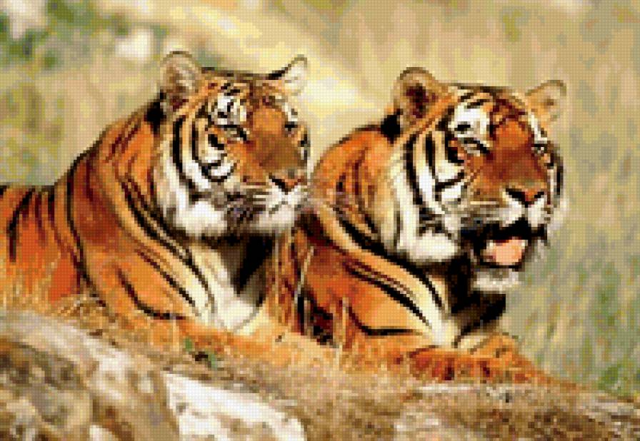 Тигр и тигрица - тигры, природа, дикие животные - предпросмотр