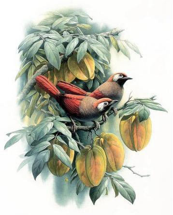 Серия "Птицы" - природа, растение, птицы - оригинал
