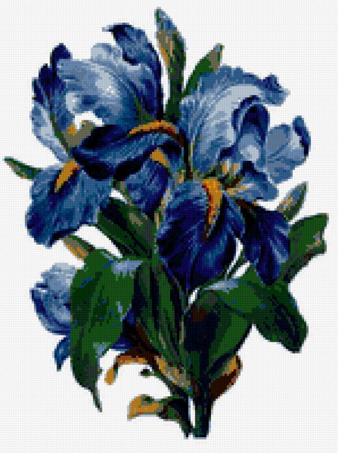 ирисы синие - цветы - предпросмотр