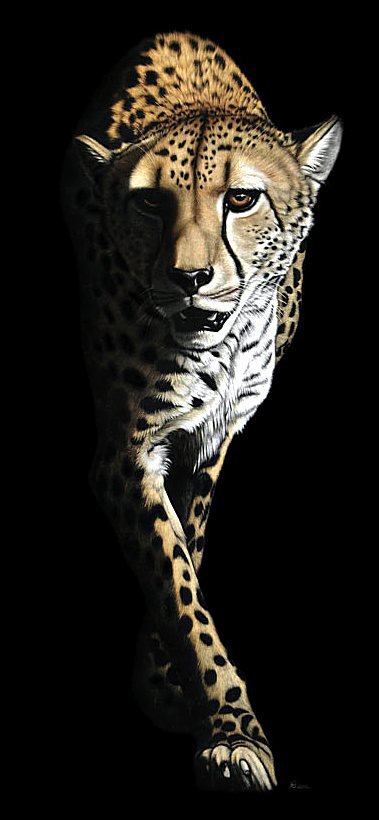 Гепард - гепарды, животные - оригинал