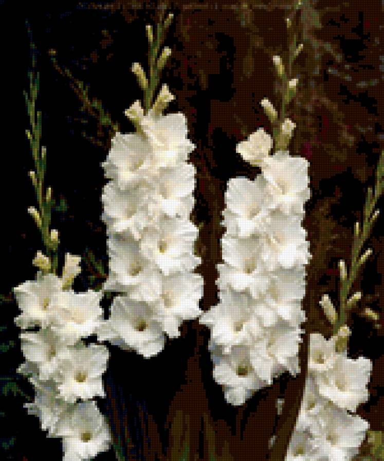 гадиолусы - гладиолусы, цветы - предпросмотр