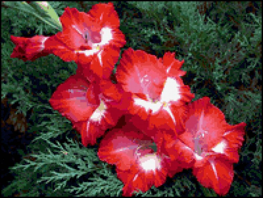 гадиолусы - гладиолусы, цветы - предпросмотр