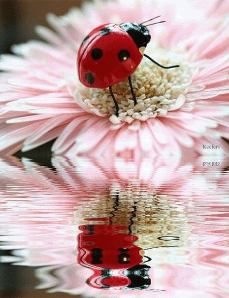 Отражение - отражение, божья коровка, вода, насекомые, цветок - оригинал