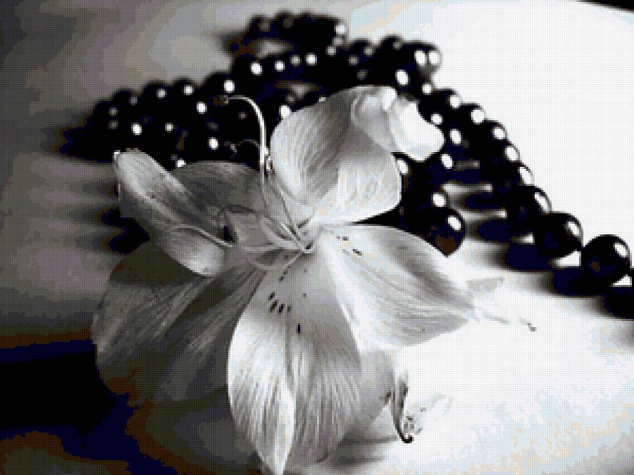 лилия чёрно-белая - лилия - предпросмотр