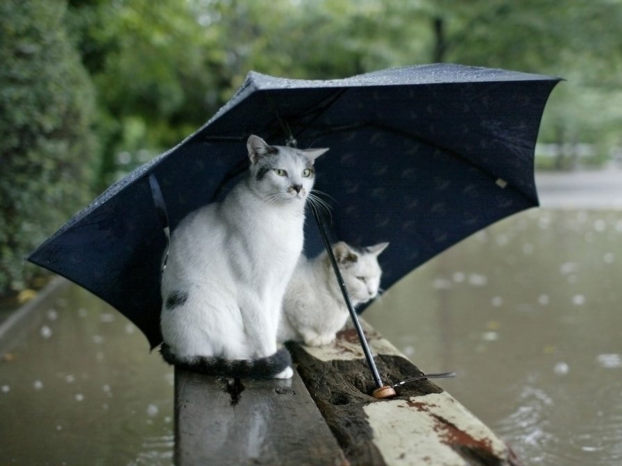 Коты под зонтом - осень, зонт, коты, дождь - оригинал