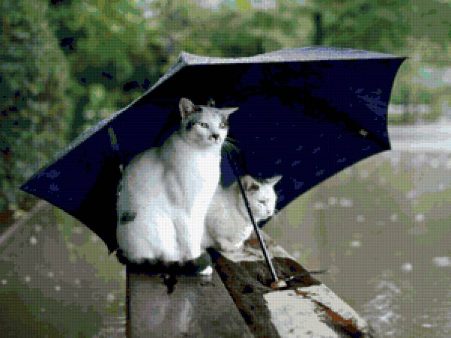 Коты под зонтом - коты, дождь, осень, зонт - предпросмотр