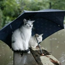 Схема вышивки «Коты под зонтом»