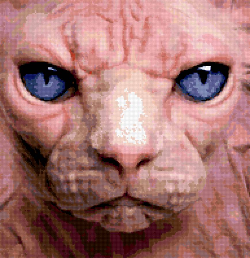 сфинкс - кошка инопланетяянин сфинкс - предпросмотр