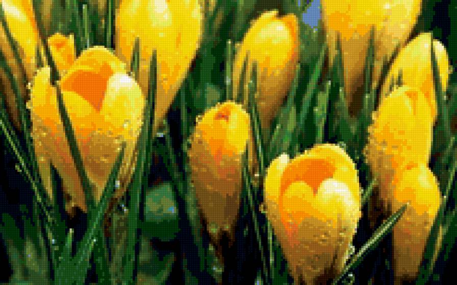 Желтые тюльпаны - цветы, тюльпаны - предпросмотр