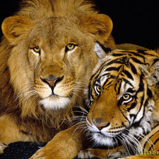 Оригинал схемы вышивки «Тигр со львом» (№408421)