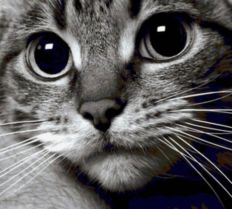 мордашка кошки - кошка - предпросмотр