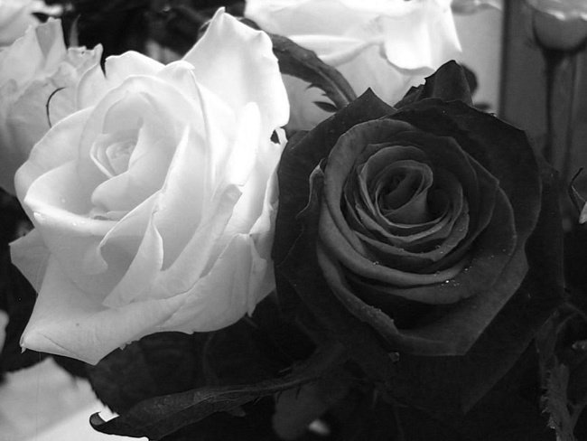 роза белая и чёрная - черно-белое, роза - оригинал