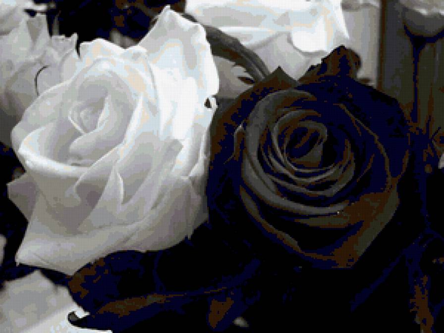роза белая и чёрная - черно-белое, роза - предпросмотр