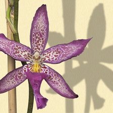 из цикла Орхидеи...
