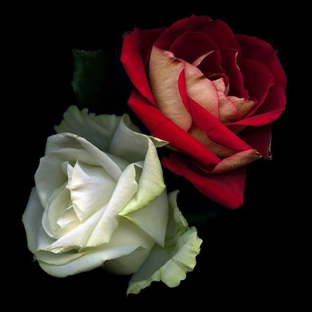 белая и красная розы на черном - розы - оригинал