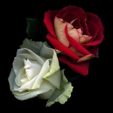 белая и красная розы на черном