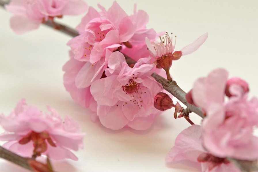 Сакура - сакура, цветы - оригинал