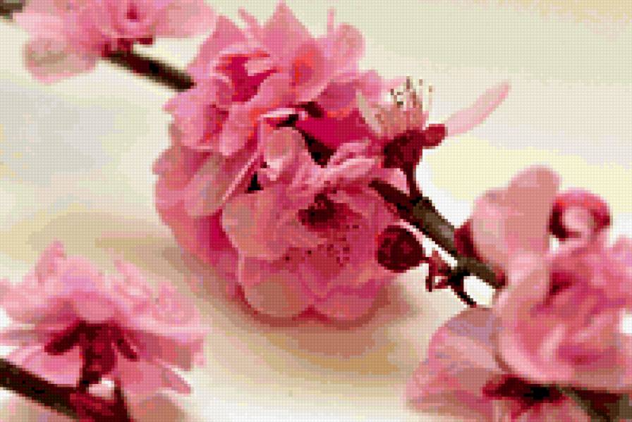 Сакура - цветы, сакура - предпросмотр