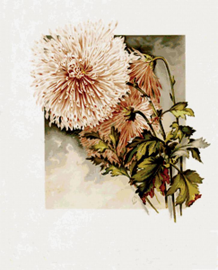 хризантемы - натюрморт, букет, живопись, цветы, хризантемы - предпросмотр