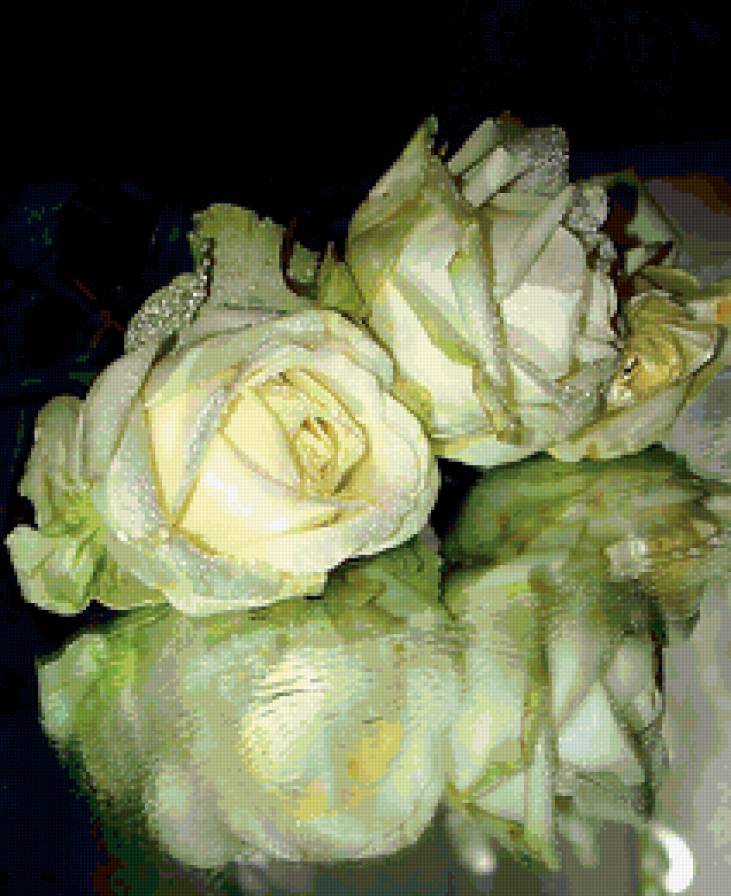 розы - капли, розы, отражение, цветы - предпросмотр