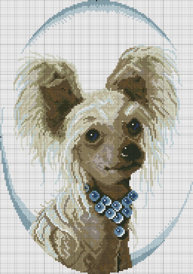 Chinese Crested - оригинал