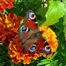 Бабочка на цветке.