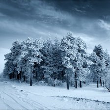 зимняя дорога через лес