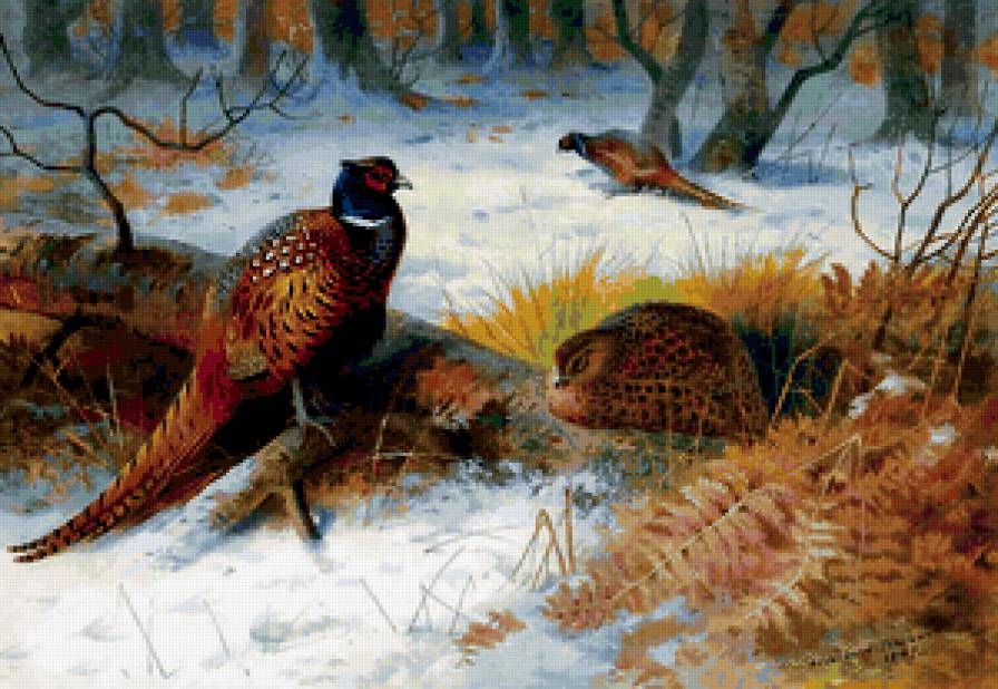 фазаны зимой - предпросмотр
